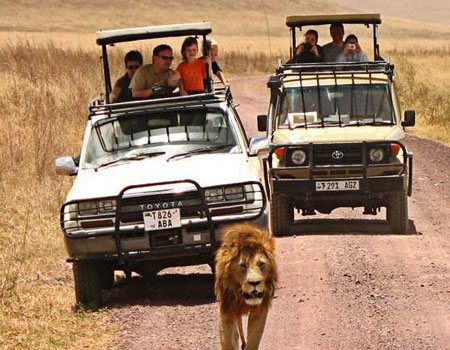 Wildlife Safari Tour